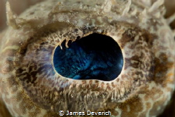 Crocodile fish eye
no crop by James Deverich 